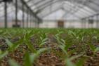 young pepper seedlings